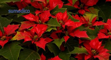 ¿Cómo cuidar tu nochebuena y hacer que florezca?