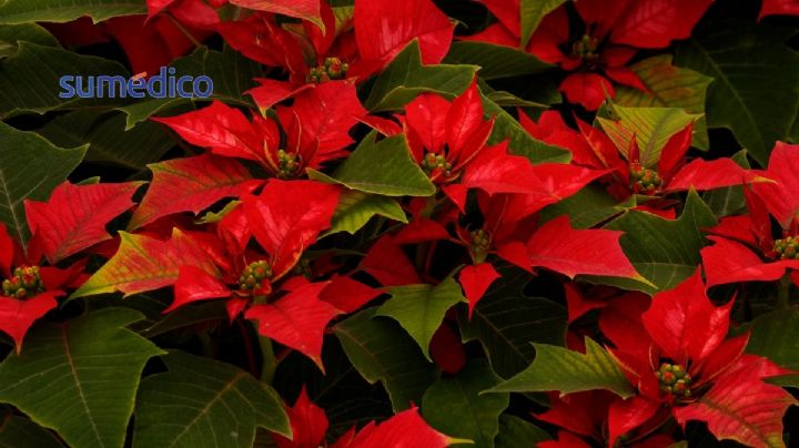 ¿Cómo cuidar tu nochebuena y hacer que florezca?