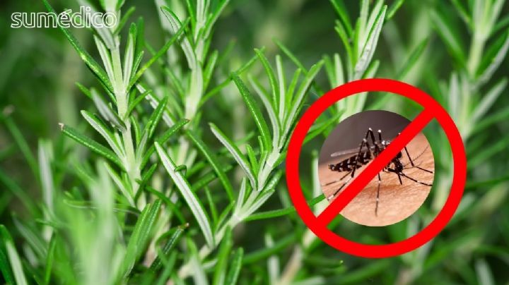 Cómo usar romero para deshacerte de los mosquitos de forma natural