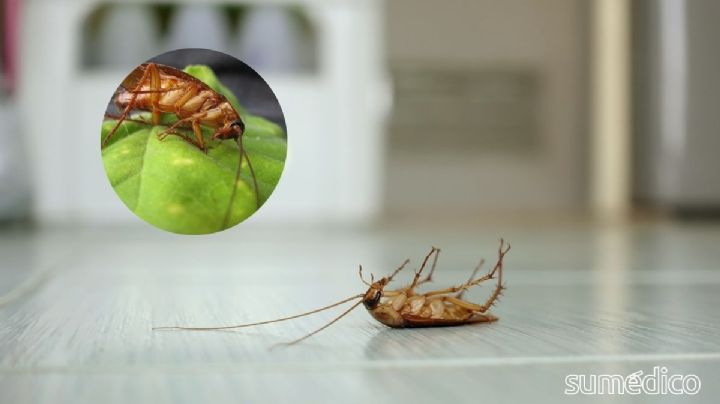 ¿Qué significa encontrar cucarachas con las patas hacia arriba?