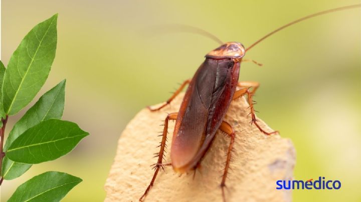 La planta aromática que mantiene alejadas a las cucarachas de tu casa