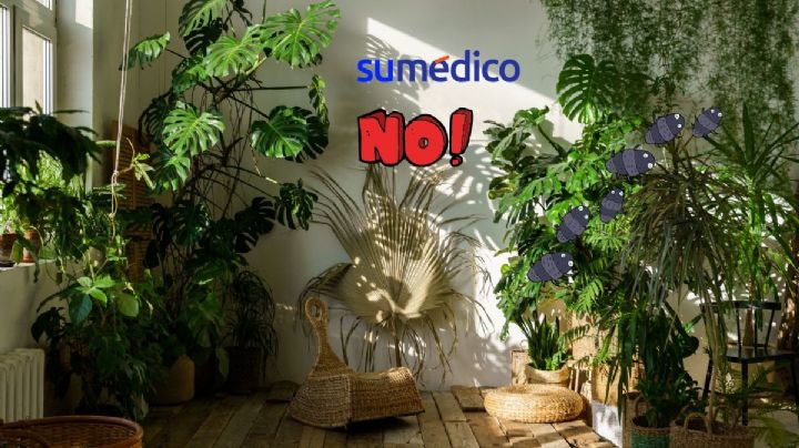 Las 3 plantas de primavera que no debes tener en casa porque atraen chinches