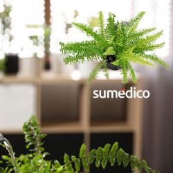 Las 5 plantas de interior que NO debes tener en casa porque atraen plagas
