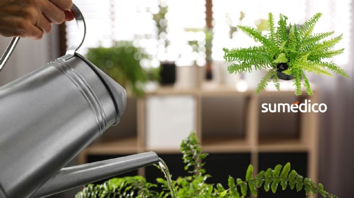 Las 5 plantas de interior que NO debes tener en casa porque atraen plagas