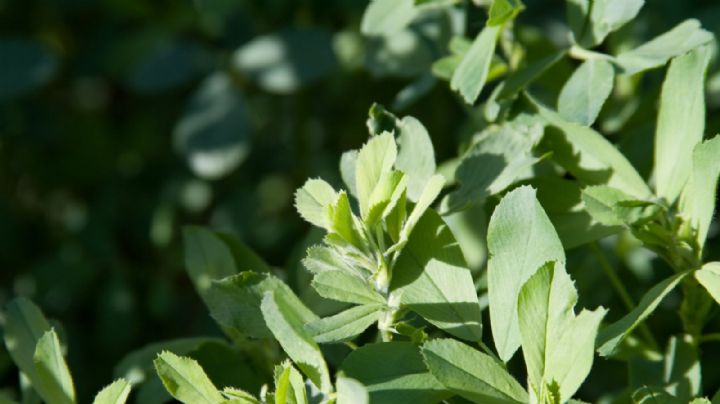 Agua de alfalfa, los beneficios que no sabías que estabas desperdiciando