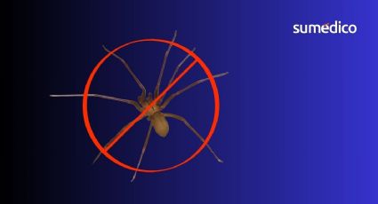 Así debes limpiar tu casa si quieres evitar la araña violinista
