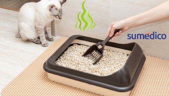 ¿Tienes gatos en casa? Así puedes neutralizar el olor de su arenero