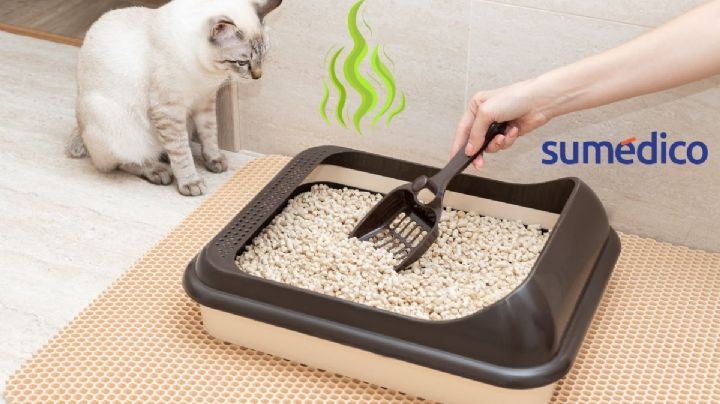 ¿Tienes gatos en casa? Así puedes neutralizar el olor de su arenero