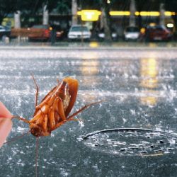 ¿Dónde se esconden las cucarachas en época de lluvias?