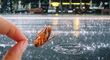¿Dónde se esconden las cucarachas en época de lluvias?