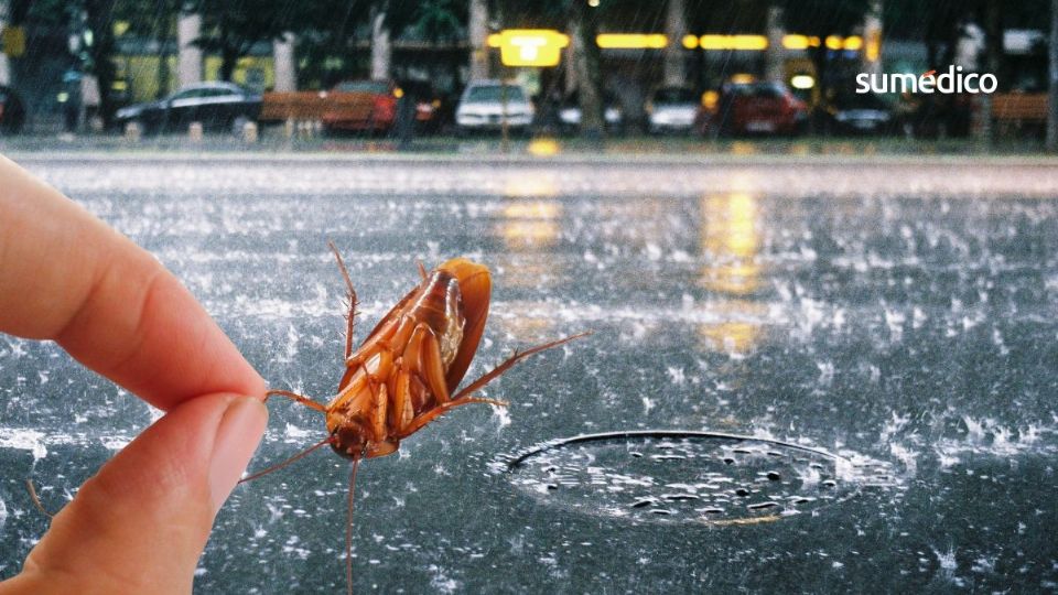 La temporada de lluvia no impide que aparezcan las cucarachas.