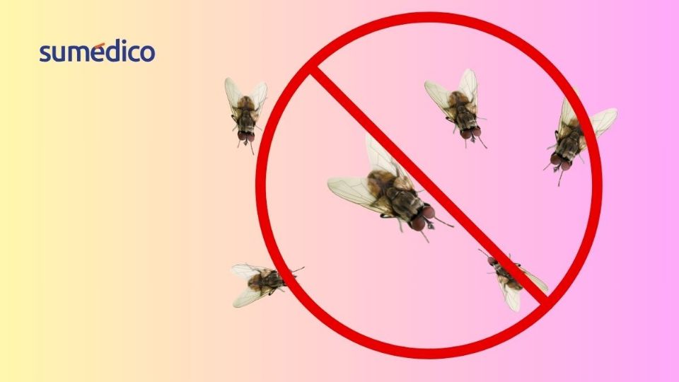 Las moscas son insectos persistentes en temporadas de calor