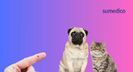 Así debes limpiar tu casa para evitar garrapatas en tus mascotas