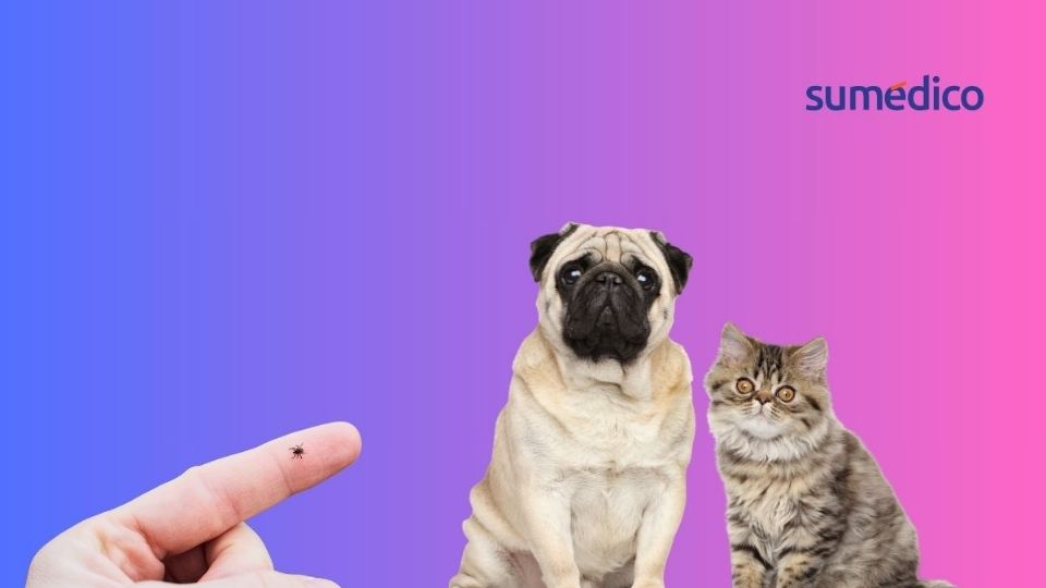 Cuidar a tus mascotas es esencial en temporadas de calor
