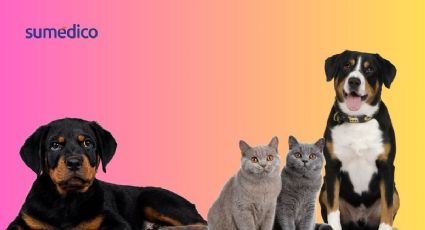 ¿Cómo cuidar a tus mascotas en la canícula?