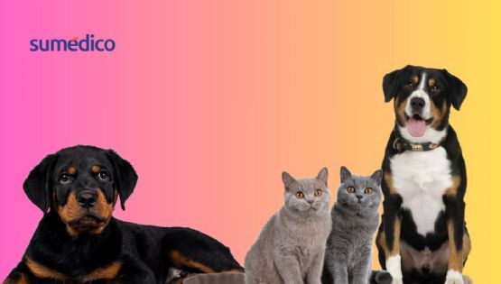 ¿Cómo cuidar a tus mascotas en la canícula?