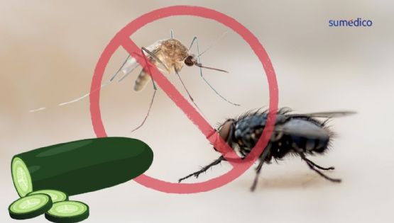 El truco con pepino para alejar moscas y mosquitos en esta canícula