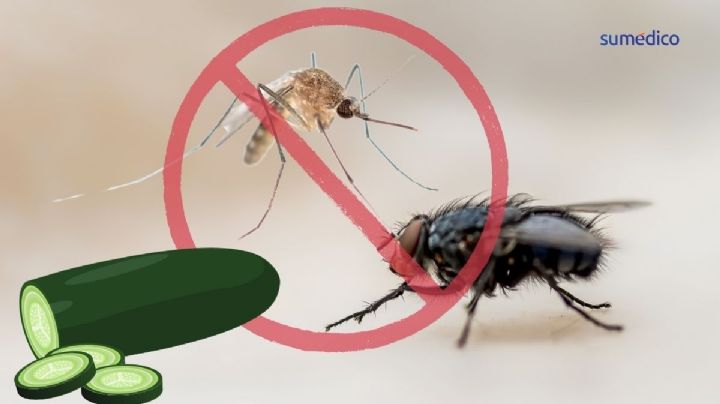 El truco con pepino para alejar moscas y mosquitos en esta canícula