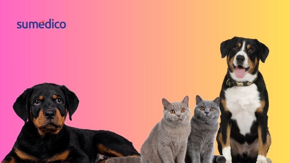 Cada mascota es un miembro de una familia