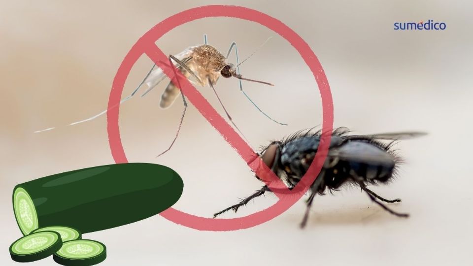 Puedes alejar a moscas y mosquitos con un solo ingrediente natural.