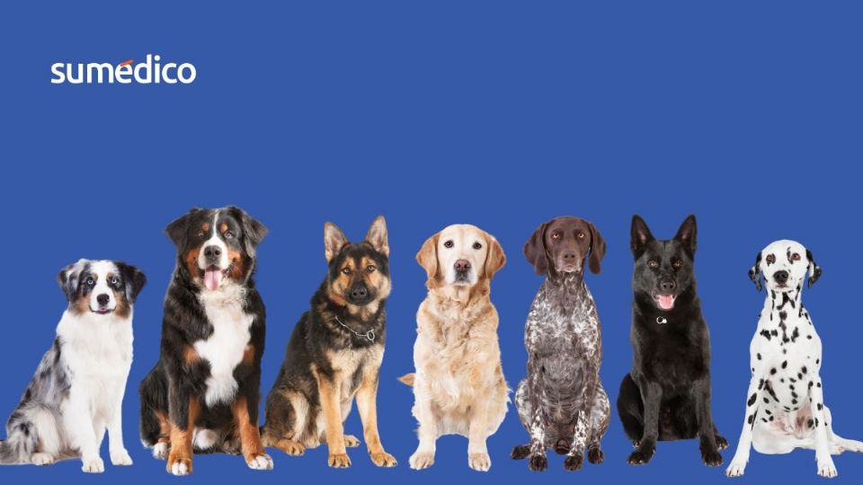 Las mascotas son esenciales para la vida