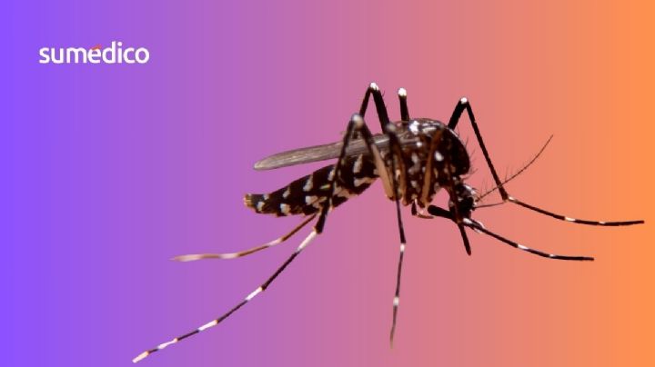 Mosquitos: ¿Por qué pican más a unas personas que otras?