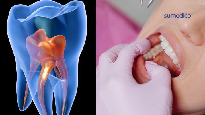 ¿Adiós a los dientes postizos? Crean dientes humanos en laboratorio