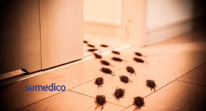 5 malos hábitos que atraen cucarachas a tu hogar