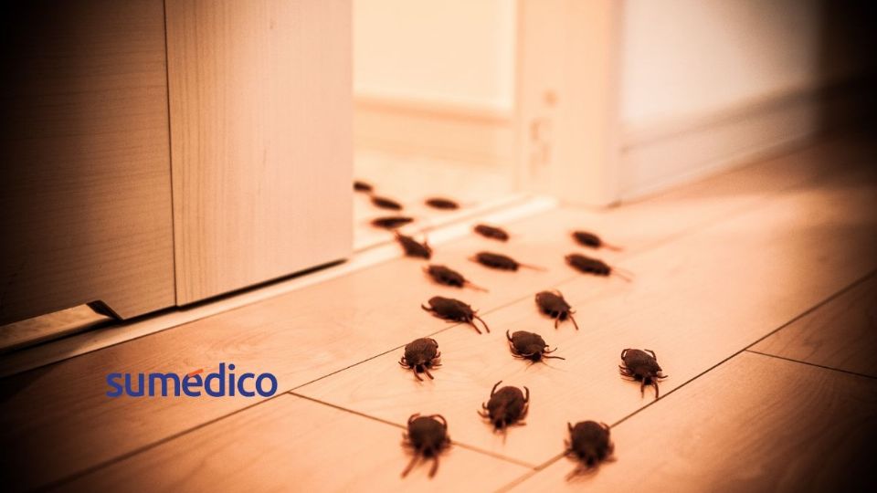 Conoce los malos hábitos que atraen cucarachas al hogar