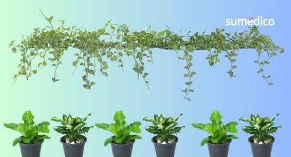 Guía para cuidar tu huerto urbano: cómo cultivar tus propios alimentos en casa