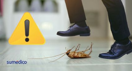 ¿Por qué no debes pisar a las cucarachas dentro de tu hogar, según un enfermero?