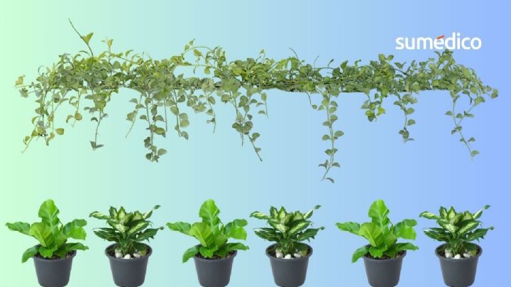 Guía para cuidar tu huerto urbano: cómo cultivar tus propios alimentos en casa