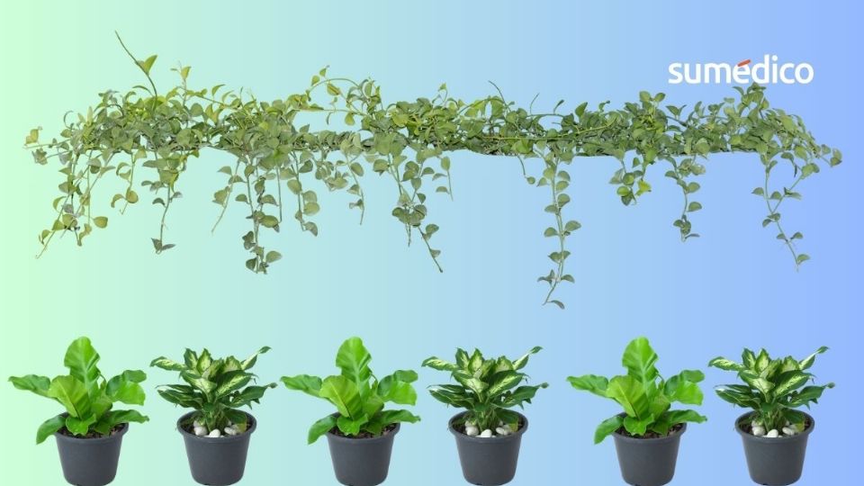 Un huerto urbano puede traer múltiples beneficios a la salud