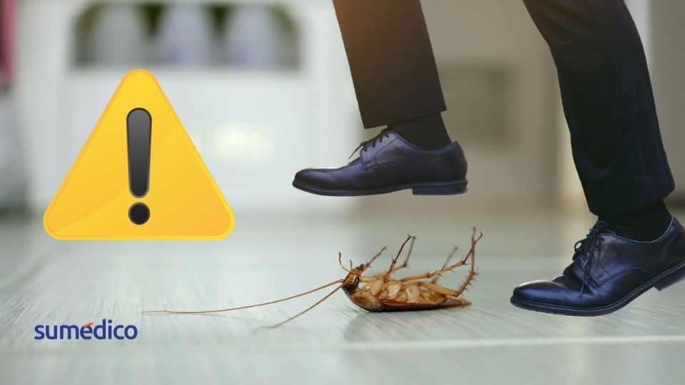 Conoce por qué no debes pisar a las cucarachas dentro de tu hogar