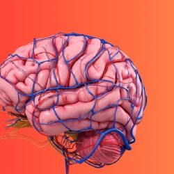 3 hábitos que NO pueden faltar para proteger tu cerebro