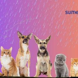 ¿Cómo cuidar a tus mascotas durante la temporada de lluvias?