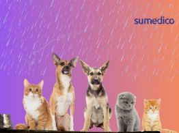 ¿Cómo cuidar a tus mascotas durante la temporada de lluvias?
