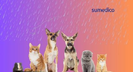 ¿Cómo cuidar a tus mascotas durante la temporada de lluvias?