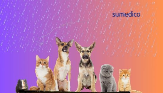¿Cómo cuidar a tus mascotas durante la temporada de lluvias?
