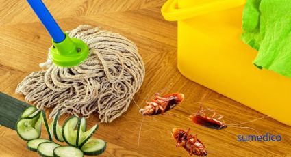 Cómo trapear con PEPINO para alejar cucarachas definitivamente
