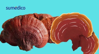 'El Hongo de la Inmortalidad’: mejora el sistema inmune y reduce la inflamación