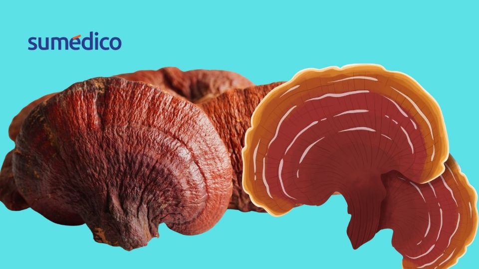 Este hongo tiene propiedades antioxidantes