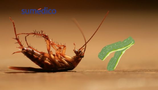 La cáscara MÁS efectiva para eliminar las cucarachas de tu hogar