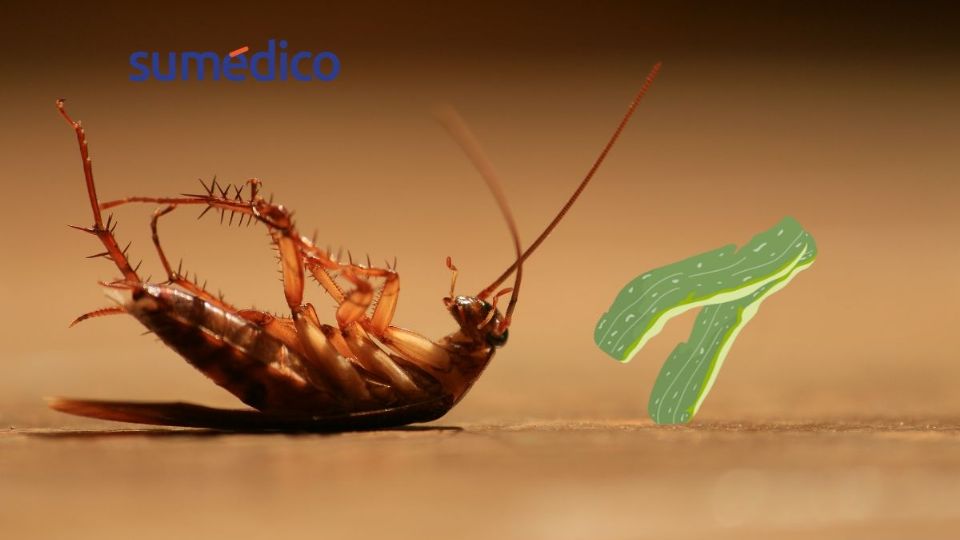 Conoce la cáscara más efectiva para eliminar las cucarachas de tu hogar