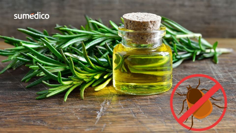 Las garrapatas pueden causar serios problemas de salud, como la enfermedad de Lyme.