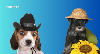 ¿Las mascotas sienten emociones como los humanos? Esto dice la biología