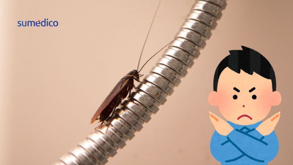 Las cucarachas pequeñas se ocultan con facilidad en la cocina.