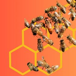 Panal de abejas cerca de casa: cómo reportarlo y qué hacer