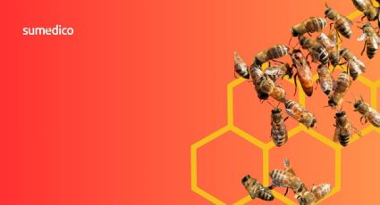 Panal de abejas cerca de casa: cómo reportarlo y qué hacer