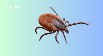 Rickettsiosis: la enfermedad transmitida por garrapatas que causó la muerte de una joven en Tijuana